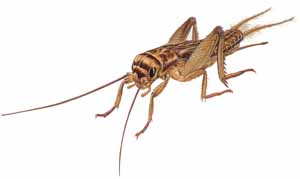 Cricket